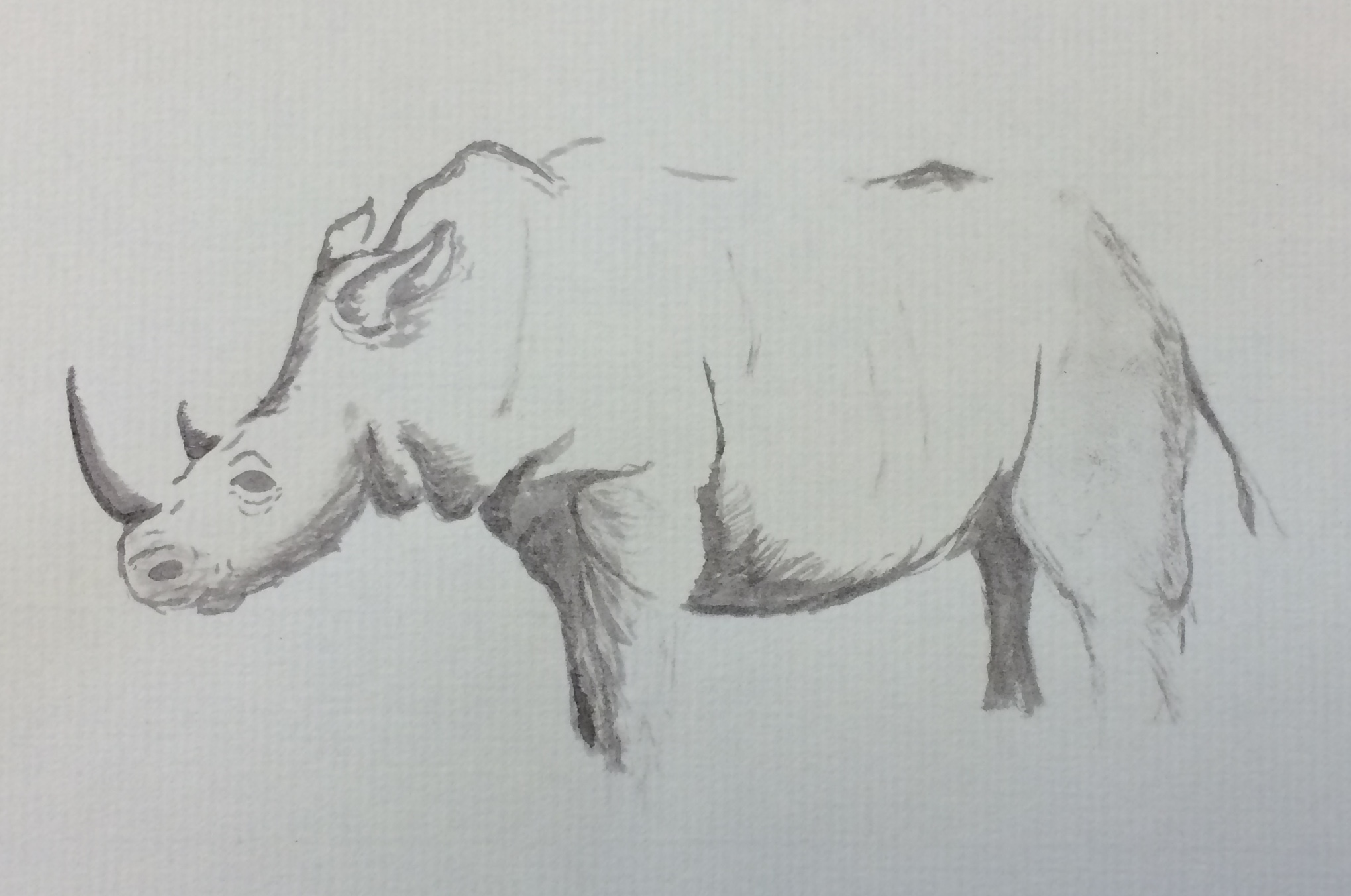 A sketch of a rhino