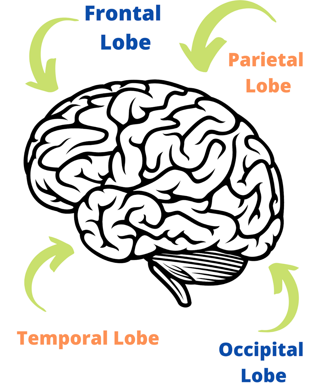 Graphic labeling the lobes of the brain
