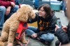 student pets a golden doodle dog.