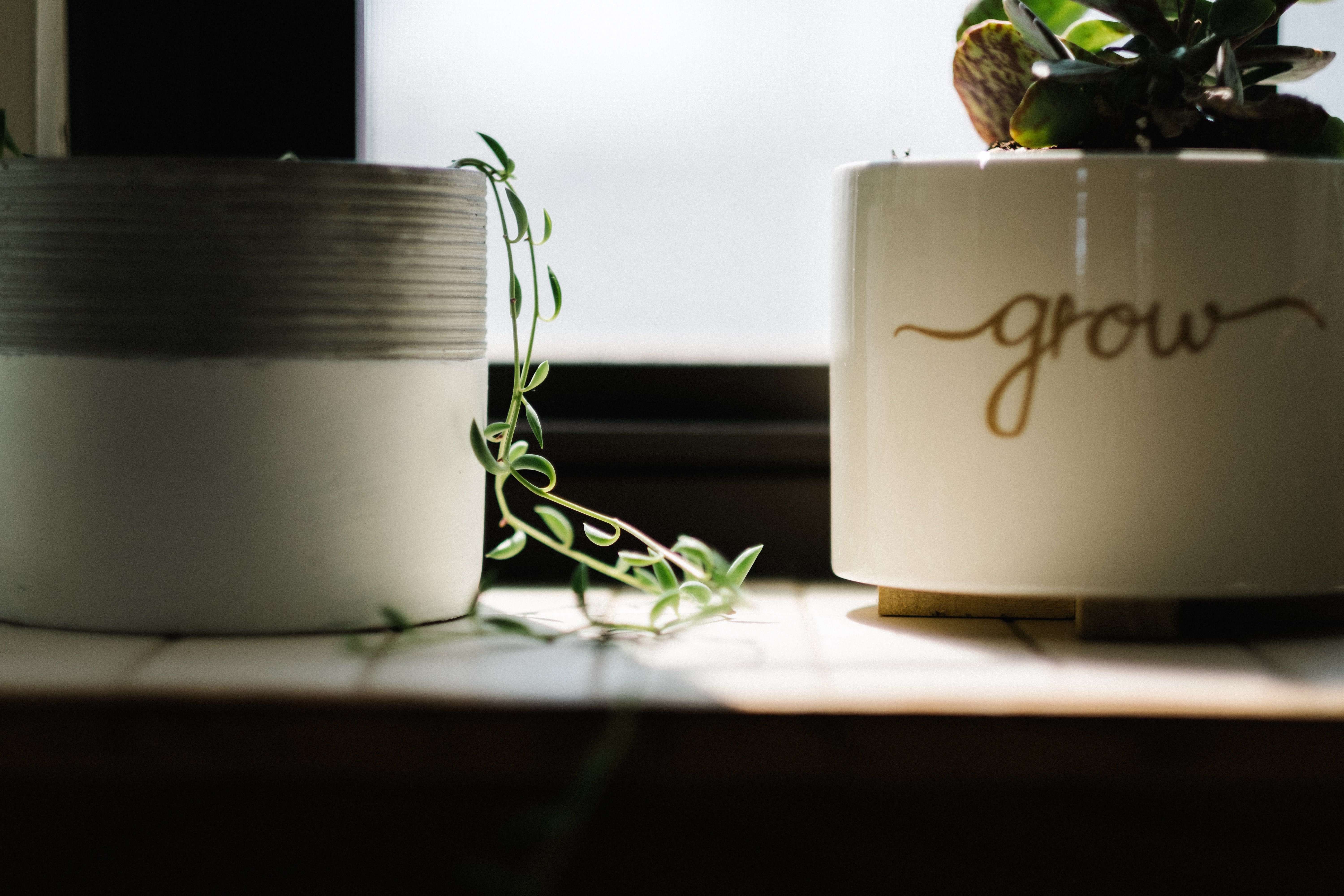 two potted plants in a dimly lit windowsill, the right side one reading 'grow' 