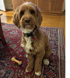A golden doodle dog sitting 