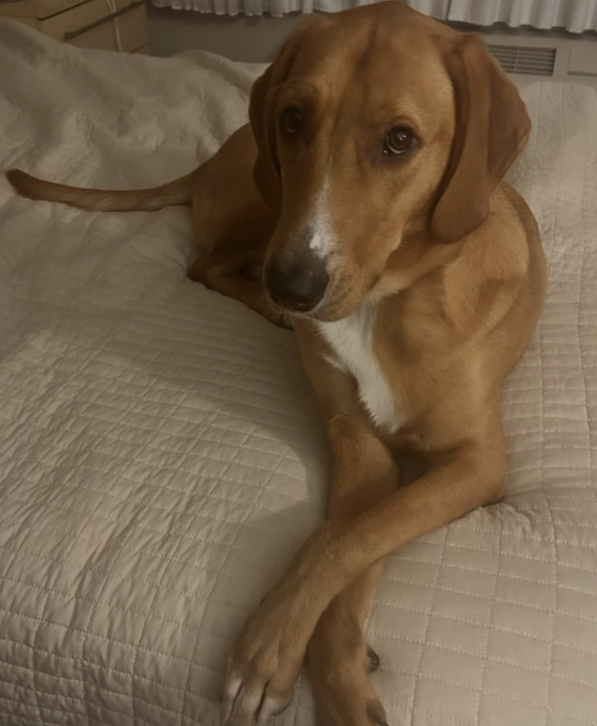 Picture of a large dog on a bed