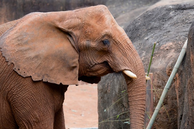 Side profile of a small brown elephant.