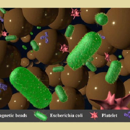 An enlarged image of the different bioparticles found in a specimen.