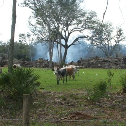 cattle in pasture