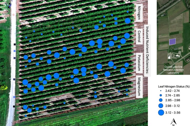 overhead view of field with blue dots of varying sizes indicating leaf nitrogen status.