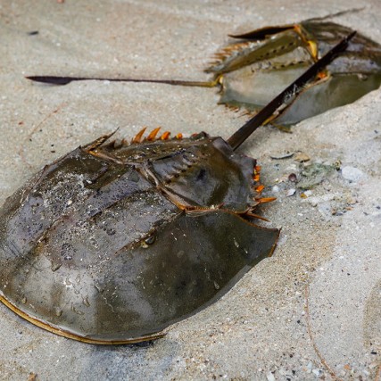 two horseshoe crabs on a beach.