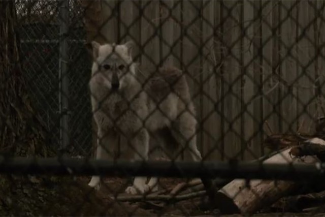 a wolf is seen during the eclipse at the Seneca Park Zoo.