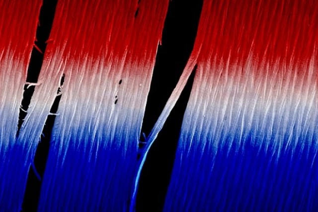 A scanning electron micrograph of a chiral magic-sized cluster film with micrometer-scale bands being broken into their nanometer-scale filament units.