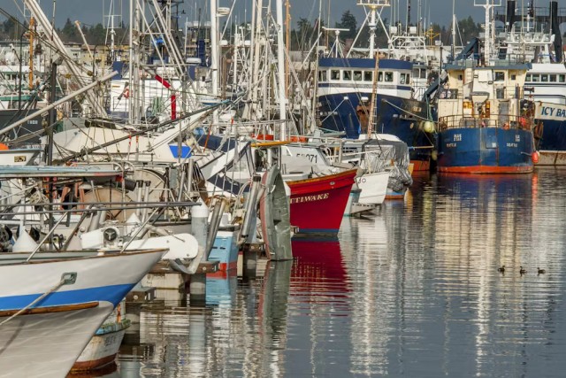A row of boats of various colors and types sitting on a relatively still surface of water, likely at a dock. There are three ducks floating in the water on the right side of the image, and the boats are lined up on the left.