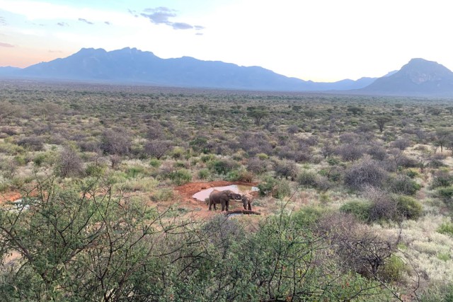 Wide landscape of an African savanna with two elephants drinking from a small watering hole, with mountains in the background under a soft evening sky.