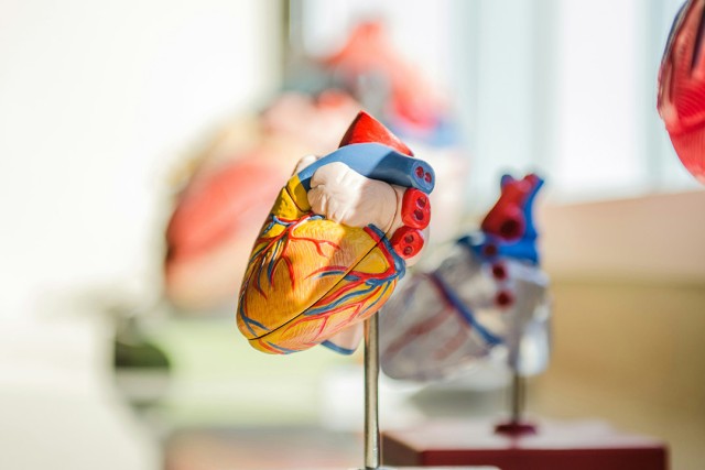 a model of a heart on a desk.