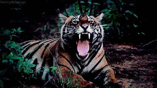 A tiger roaring