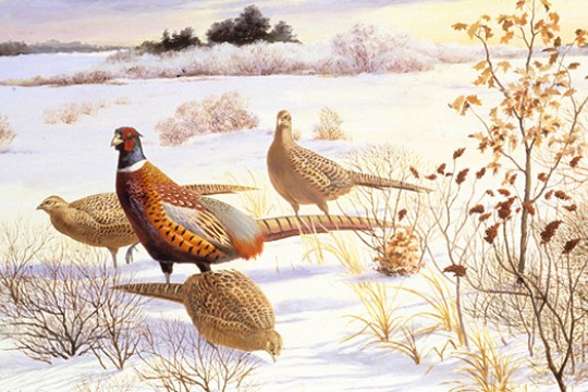 Illustration of Birds