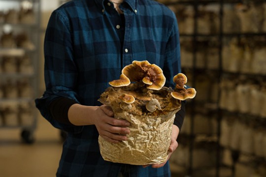 Person holding bag of mushrooms