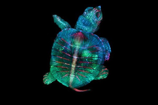 Microscopic image of a fluorescent turtle embryo.