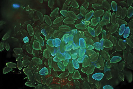 microscopic view of plant seeds.