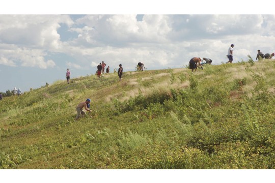 An image of people harvesting wild blueberries in a field.