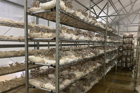 shelves of mushrooms growing in bags of sawdust.