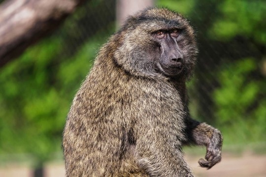 a baboon sitting.