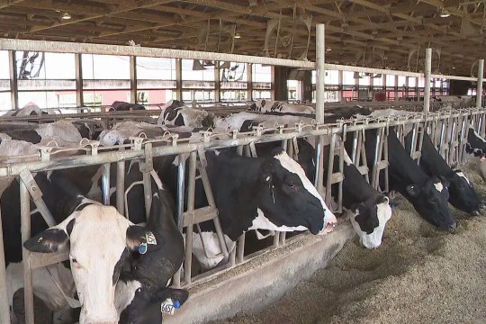 A photo of a group of cows at the feeding trough. One cow in the center of the image eyes the camera, while the rest have their heads down to eat.