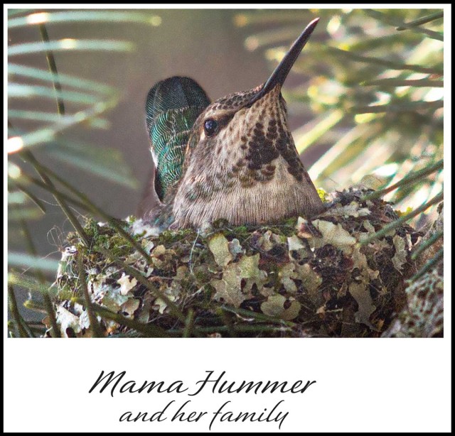 AJ Zelada ’72 (GAP)--Mama Hummer cover