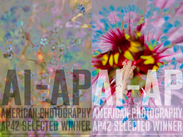 The two winning images