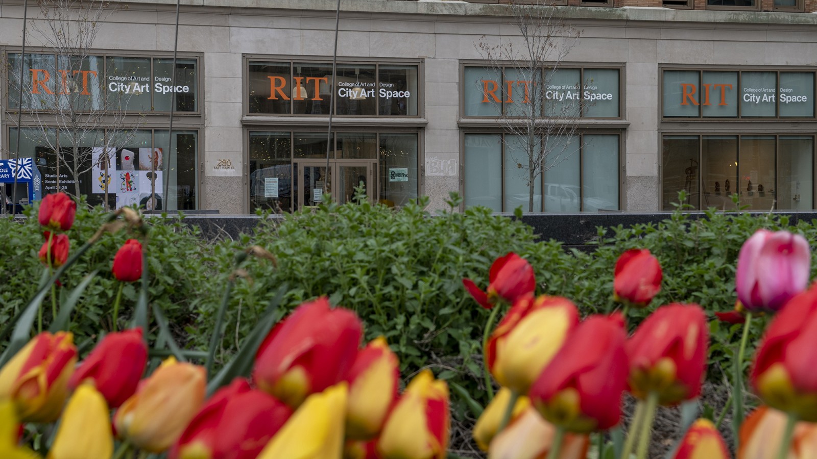 Tulips in the foreground, RIT City Art Space in the background.