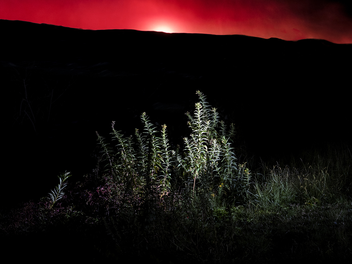 Plants set on a very dark background and a red sky.