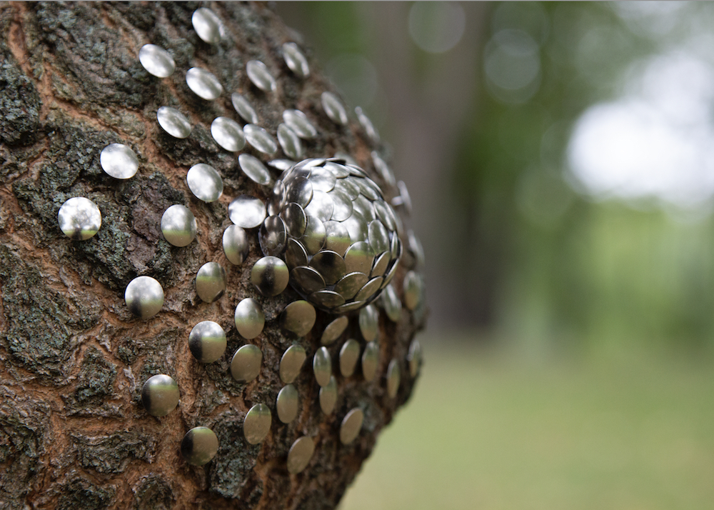 Thumbtacks affixed to part of a tree.