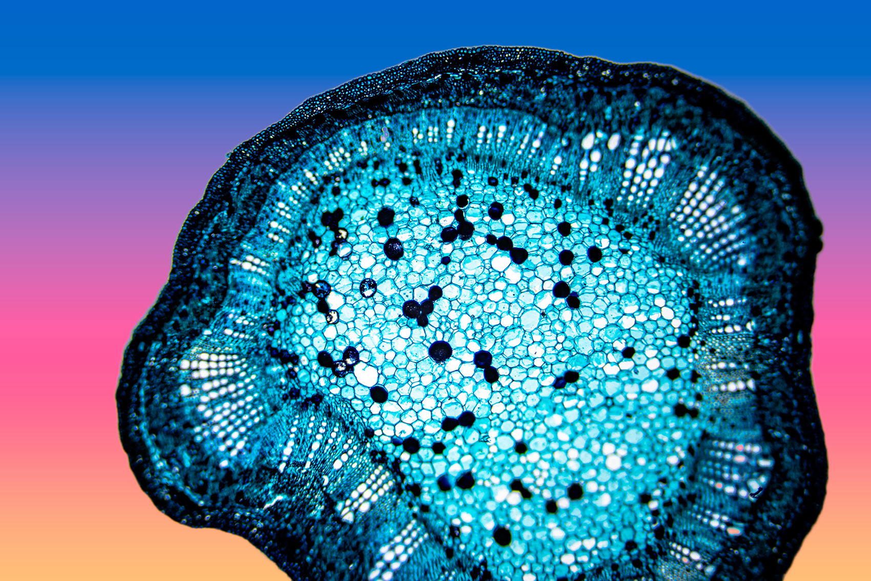 A photo of a cotton rod under a microscope.