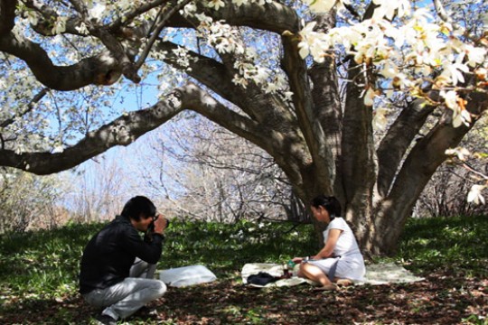 Picture of people under tree
