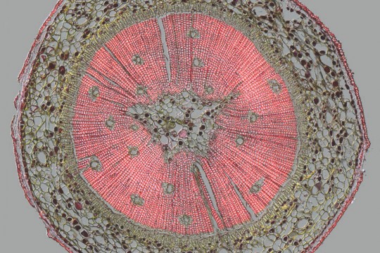 Microscopic picture of cell