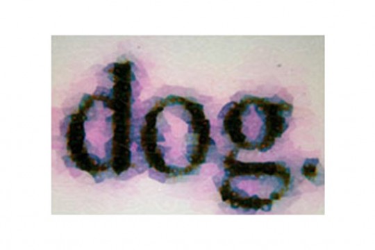 Picture of the word dog