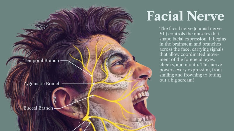 A portrait of a face, with detailed information and graphics related to the facial nerve merged in.