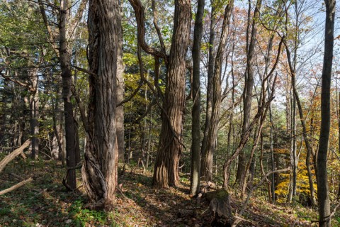 Landscape-style photograph of trees in a forest on a hill, where leaves can be seen covering the forest floor. The trees in the foreground reach from the bottom of the photograph, past the top of the page, casting shadows on the ground. Further into the background of the image trees can be seen with a variety of color leaves; from green to dark yellow. 