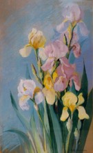 Pink, yellow, and white irises positioned upright 
