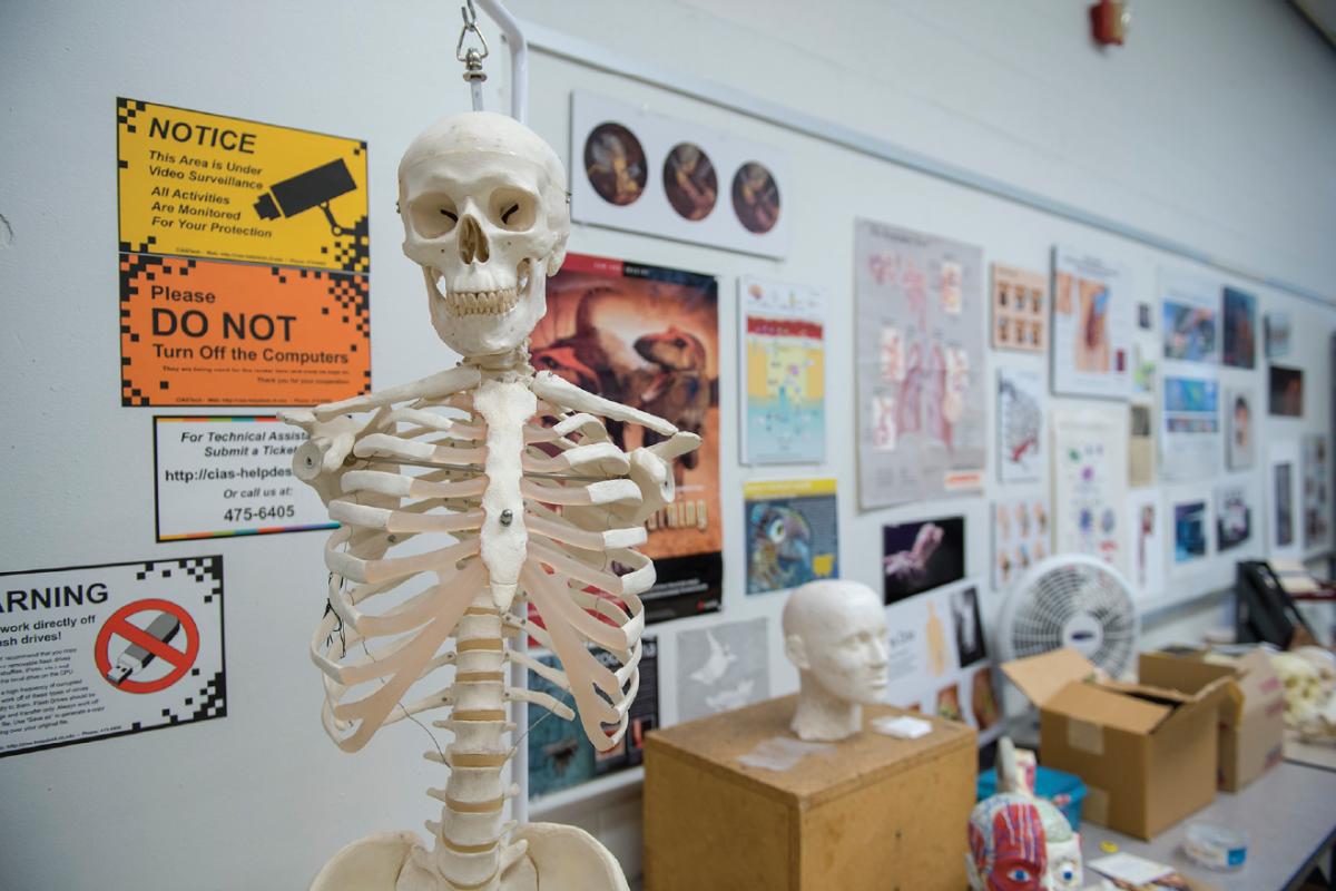 Human skeleton model hanging in a classroom with anatomical posters, head models, and various notices on the wall.