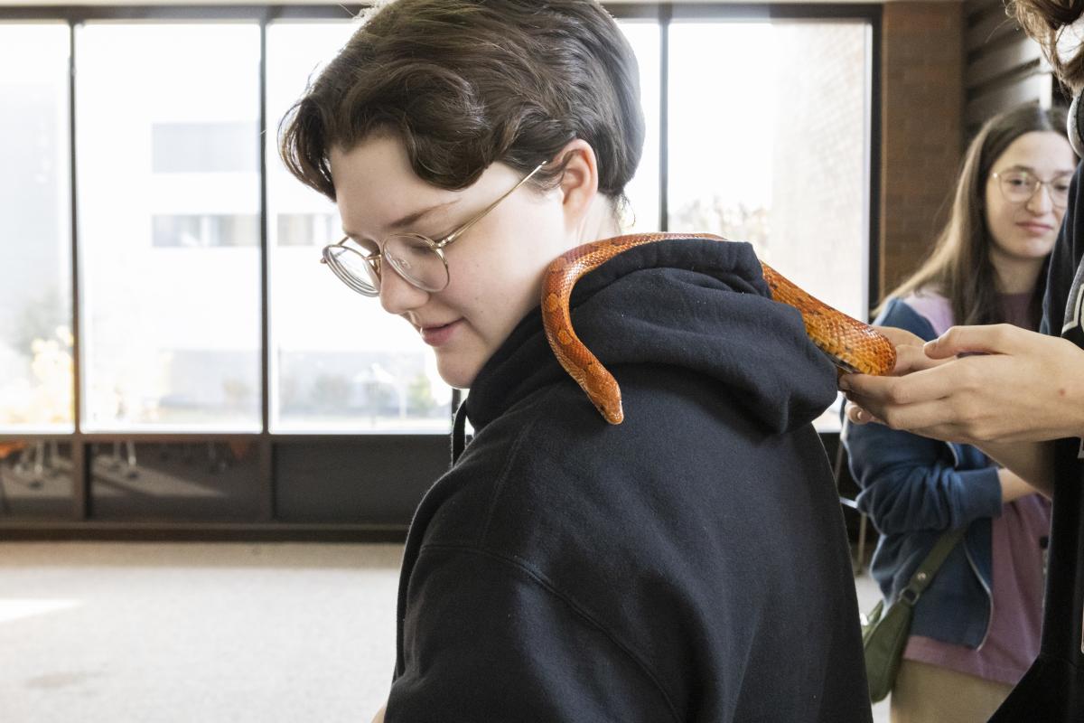 A corn snake rests on an attendee's hoodie