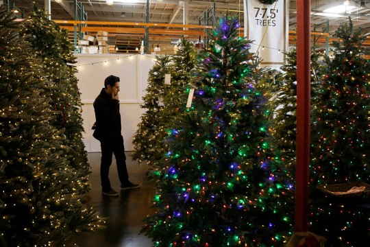 man looking at a display of pre-lit artifical Christmas trees.