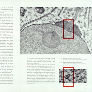 Spread, pp. 20-21. The Cell monograph, designed by Burtin, 1960.