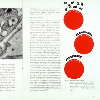 Spread, pp. 28-29. The Cell monograph, designed by Burtin, 1960.