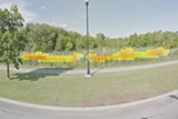 Image of Invasive Plants