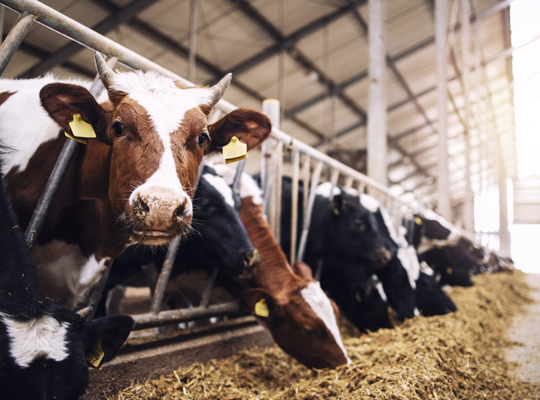 cows on dairy farm