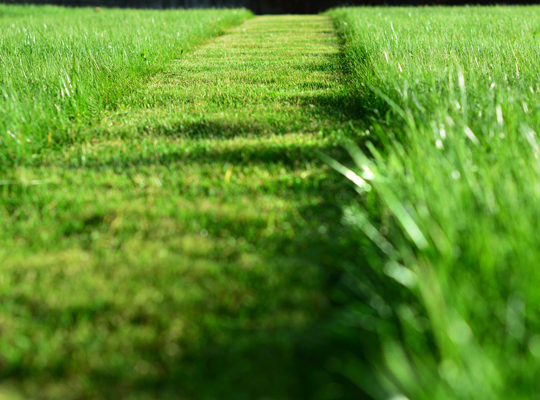 strip cut in green grass