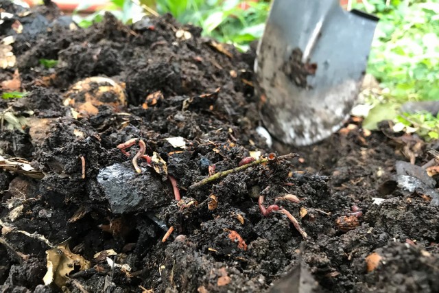 compost pile outdoors.