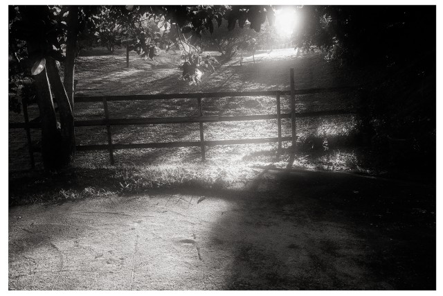 The sun shines through trees.