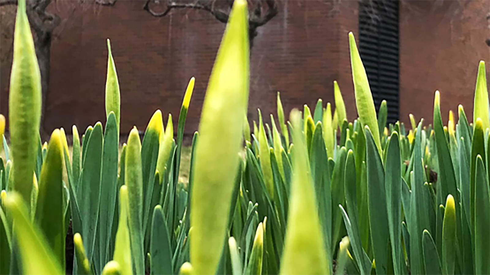A close-up view of vibrant green plants with elongated, pointed leaves.