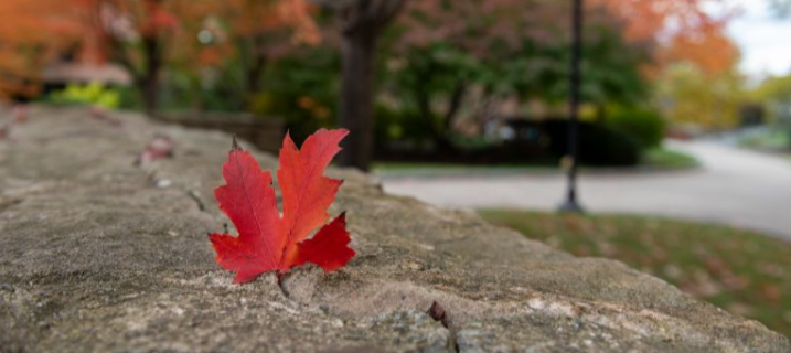 single red leaf on a rock