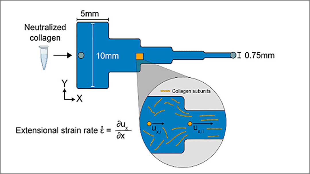 Biofabrication Chart